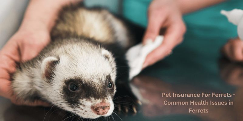 Pet Insurance For Ferrets - Common Health Issues in Ferrets