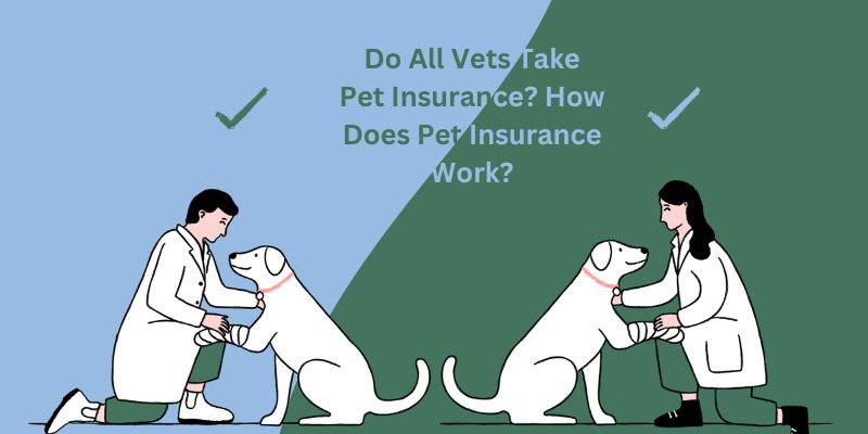 Do All Vets Take Pet Insurance? How Does Pet Insurance Work?