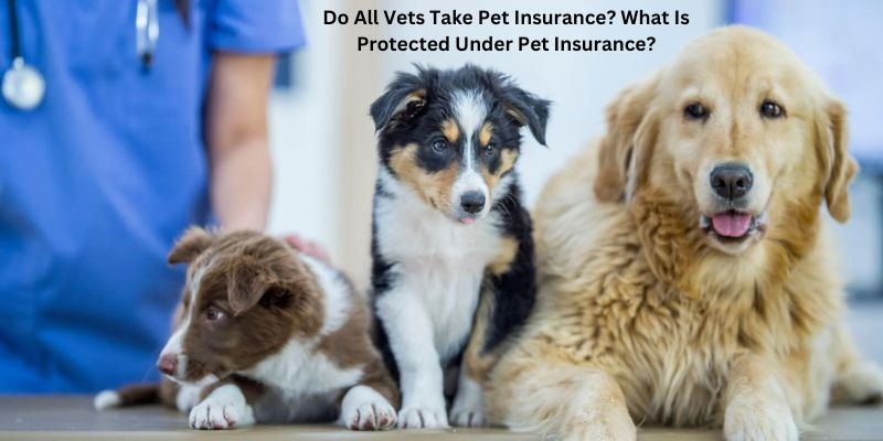 Do All Vets Take Pet Insurance? What Is Protected Under Pet Insurance?