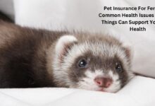 Pet Insurance For Ferrets - 4 Common Health Issues And Best Things Can Support Your Pet's Health