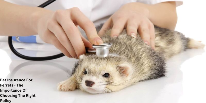 Pet Insurance For Ferrets - The Importance Of Choosing The Right Policy