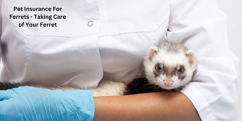 Pet Insurance For Ferrets - Taking Care of Your Ferret