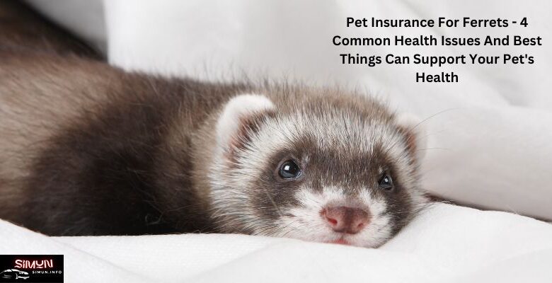 Pet Insurance For Ferrets - 4 Common Health Issues And Best Things Can Support Your Pet's Health