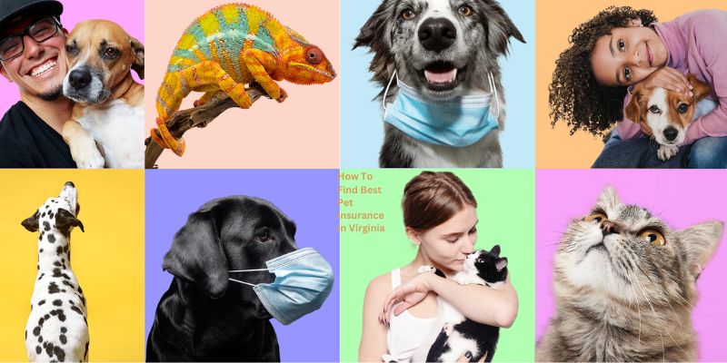 How To Find Best Pet Insurance In Virginia