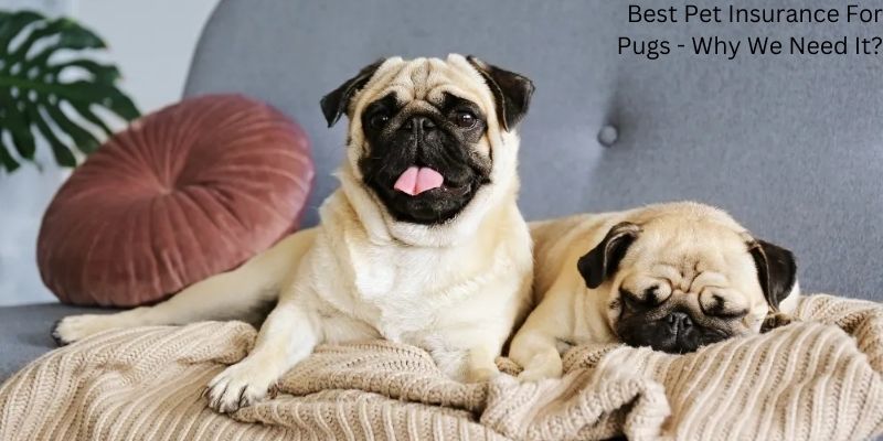 Best Pet Insurance For Pugs - Why We Need It?