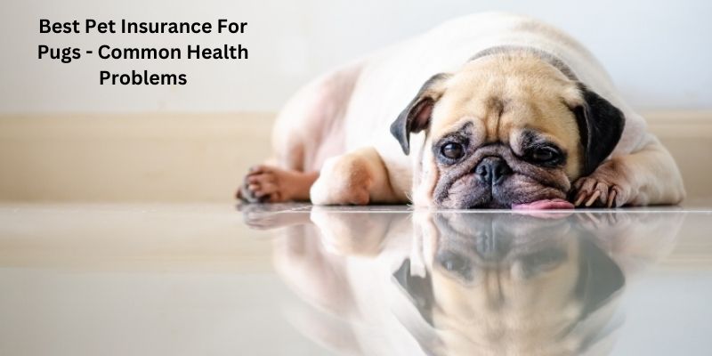 Best Pet Insurance For Pugs - Common Health Problems