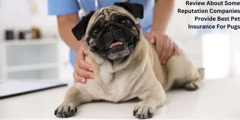 Review About Some Reputation Companies Provide Best Pet Insurance For Pugs