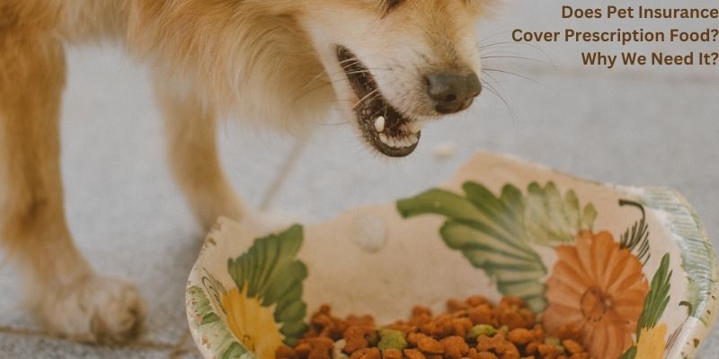 Does Pet Insurance Cover Prescription Food? Why We Need It?