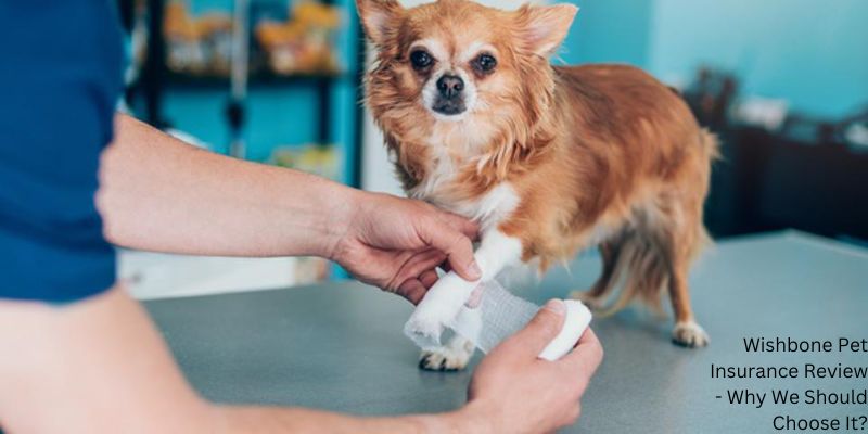 Wishbone Pet Insurance Review - Why We Should Choose It?