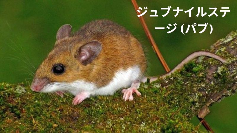 マウスのライフサイクル