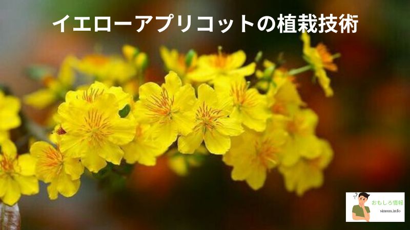 イエローアプリコットの植栽技術