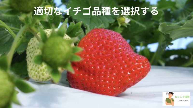 イチゴをもっと実らせる方法