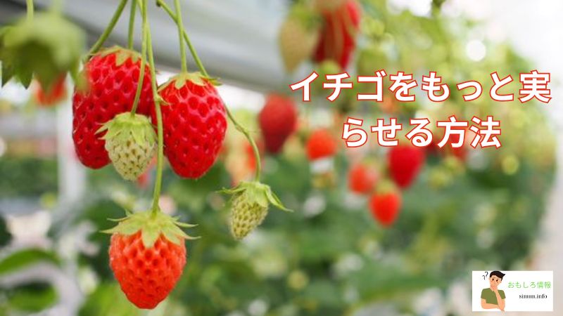 イチゴをもっと実らせる方法