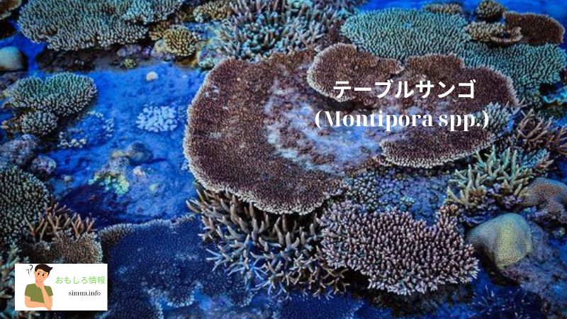 テーブルサンゴ (Montipora spp.)