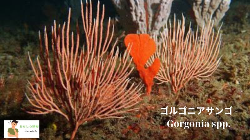 ゴルゴニアサンゴ - Gorgonia spp.