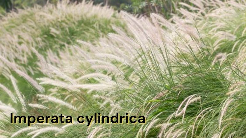 Imperata cylindrica: ベトナムの雑草の種類の名前