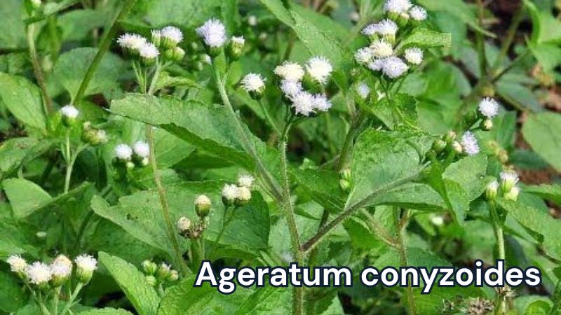 Ageratum conyzoides